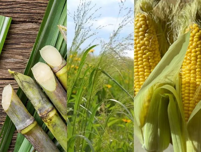 Distillery & Ethanol technical overview
