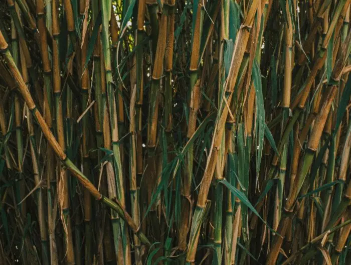 Sugar Industry technical overview